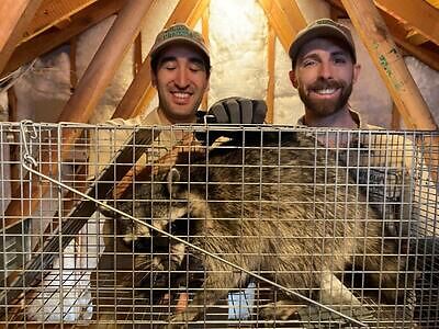 Trenton raccoon trapping